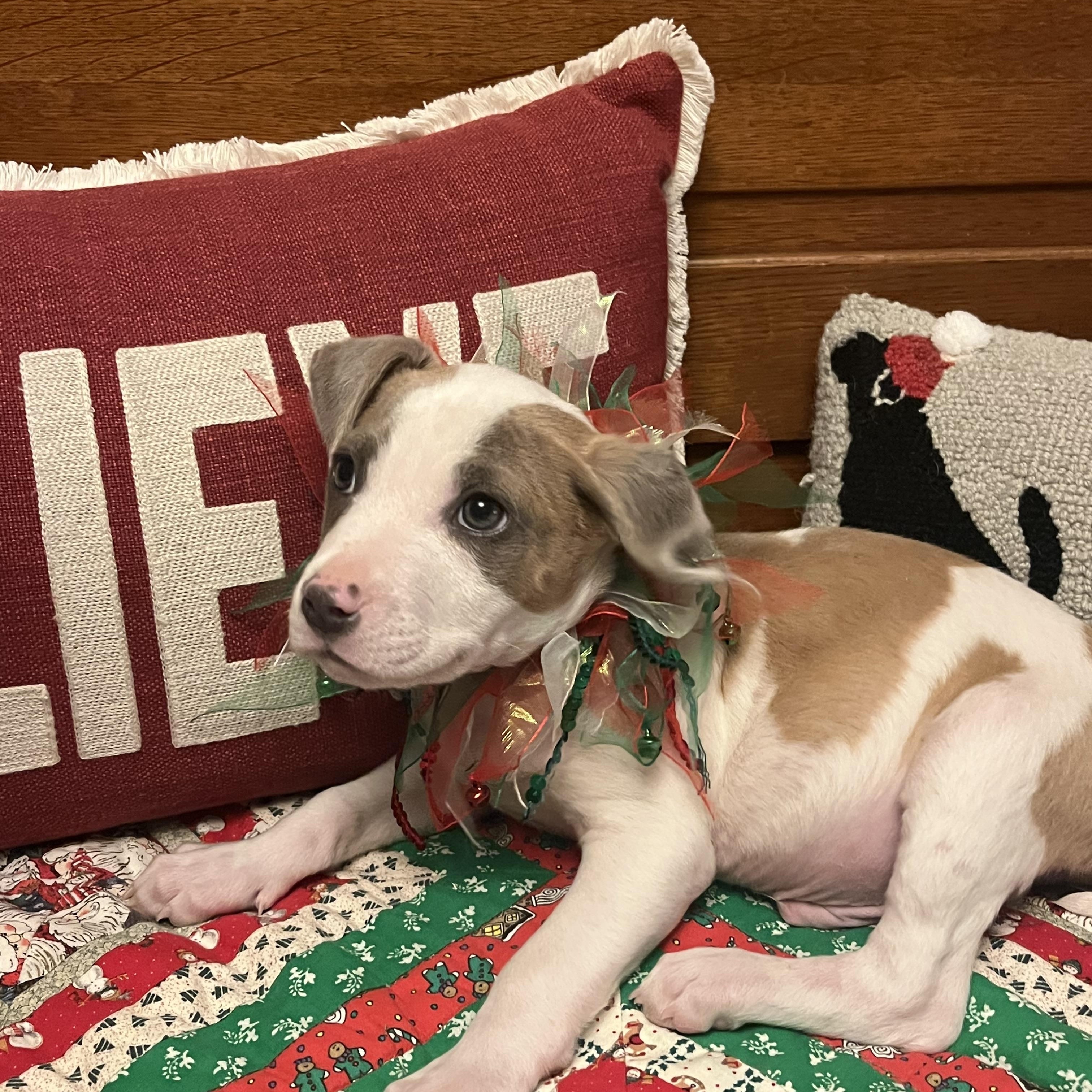 Cecil, adopted, Puppy Male Terrier.