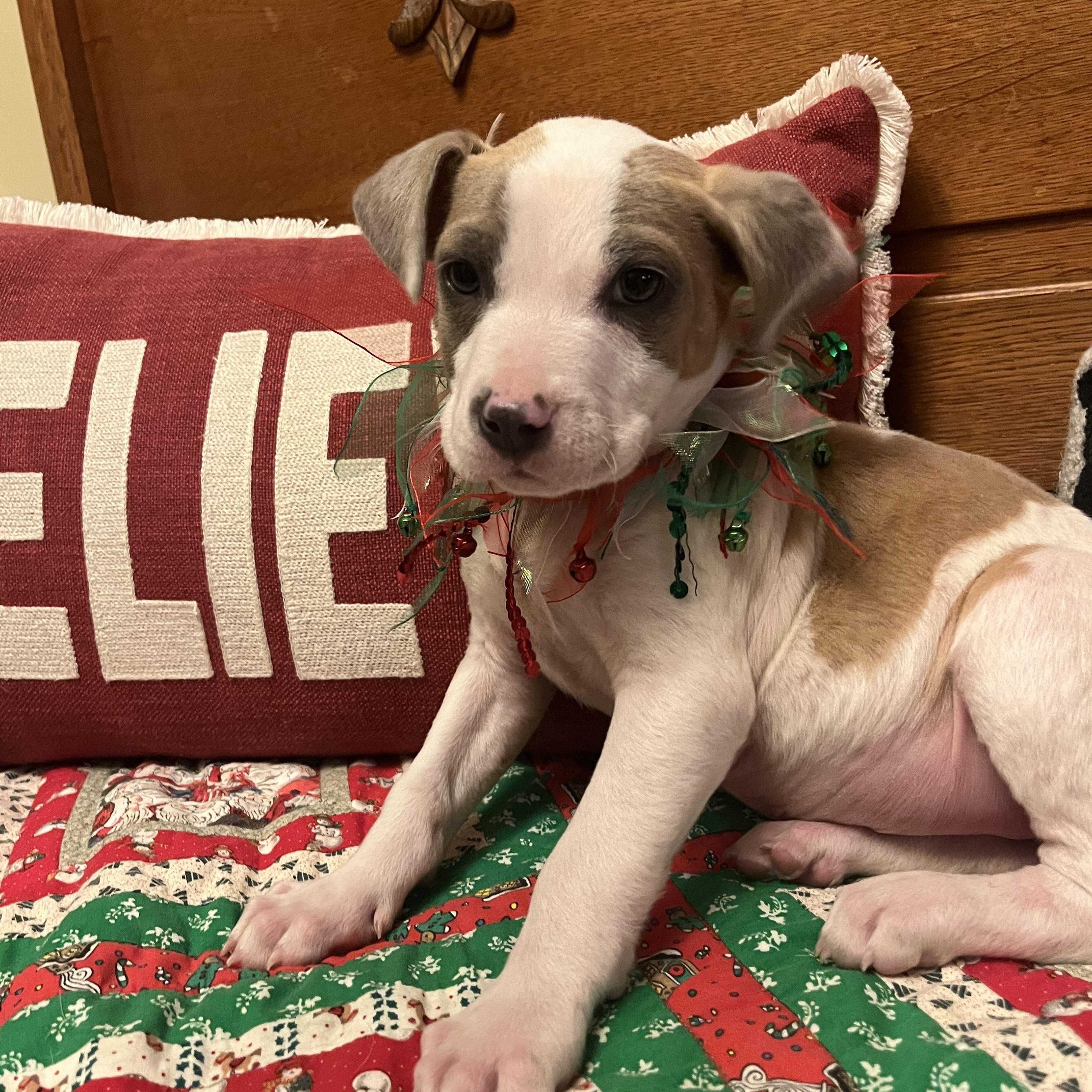 Cecil, an adopted mixed breed in Pensacola, FL image 2/3