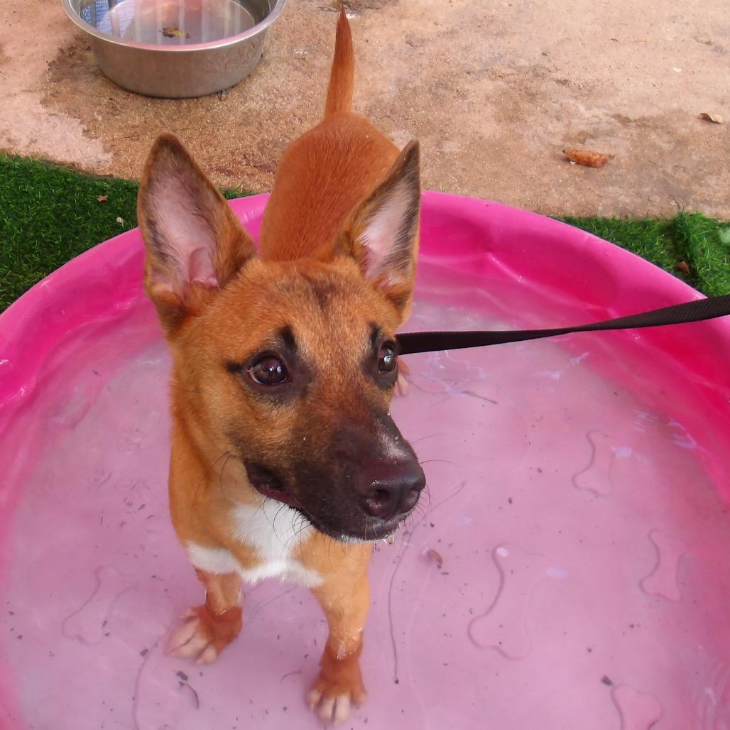 Enlarge Fenix, a Adoptable Mixed Breed in Guaynabo, PR image 1/5