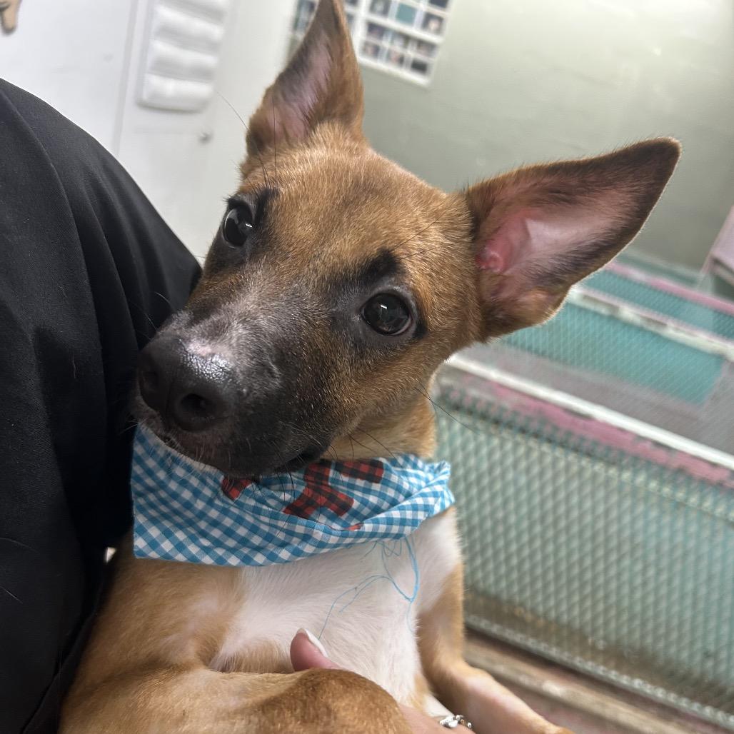 Enlarge Fenix, a Adoptable Mixed Breed in Guaynabo, PR image 2/5