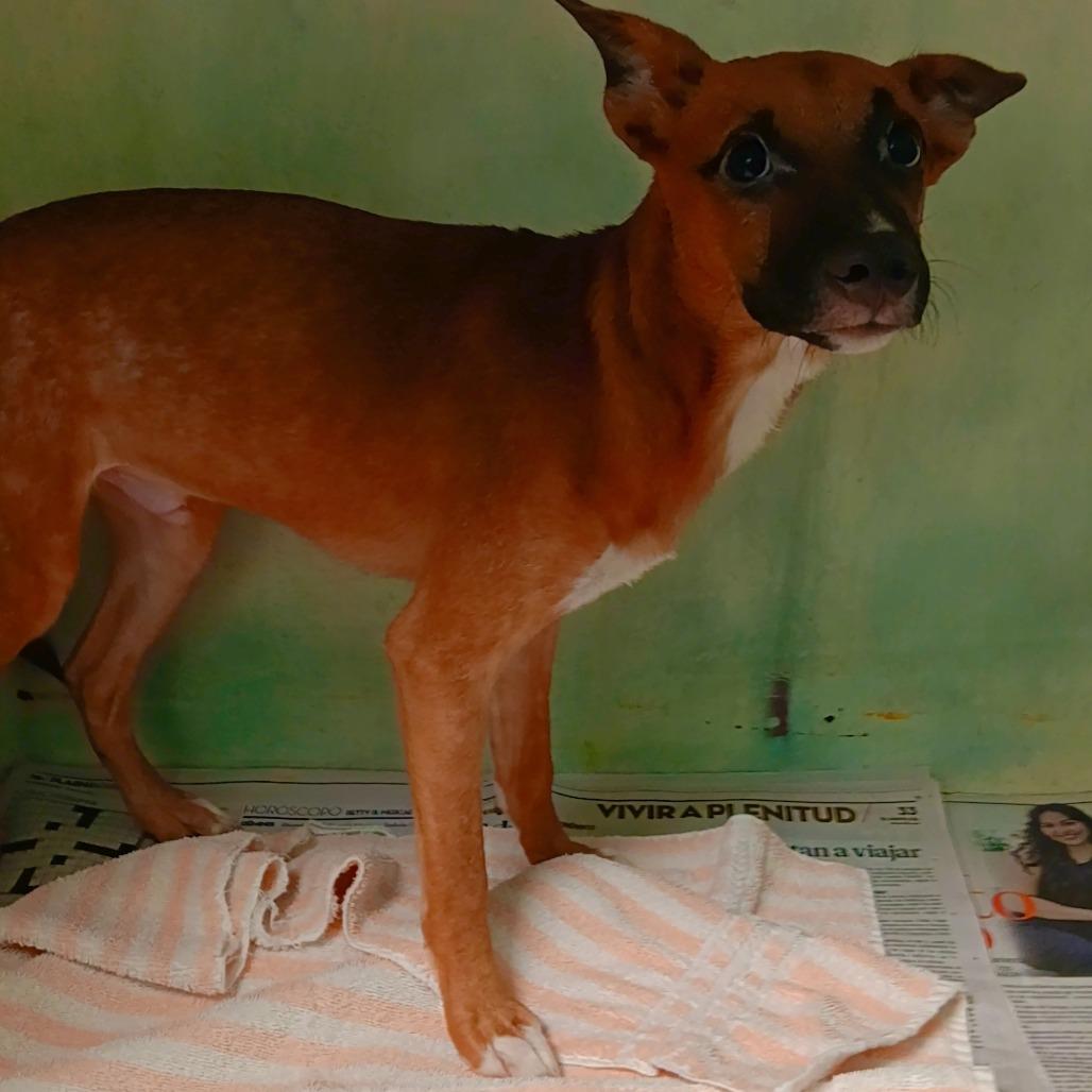 Enlarge Fenix, a Adoptable Mixed Breed in Guaynabo, PR image 3/5