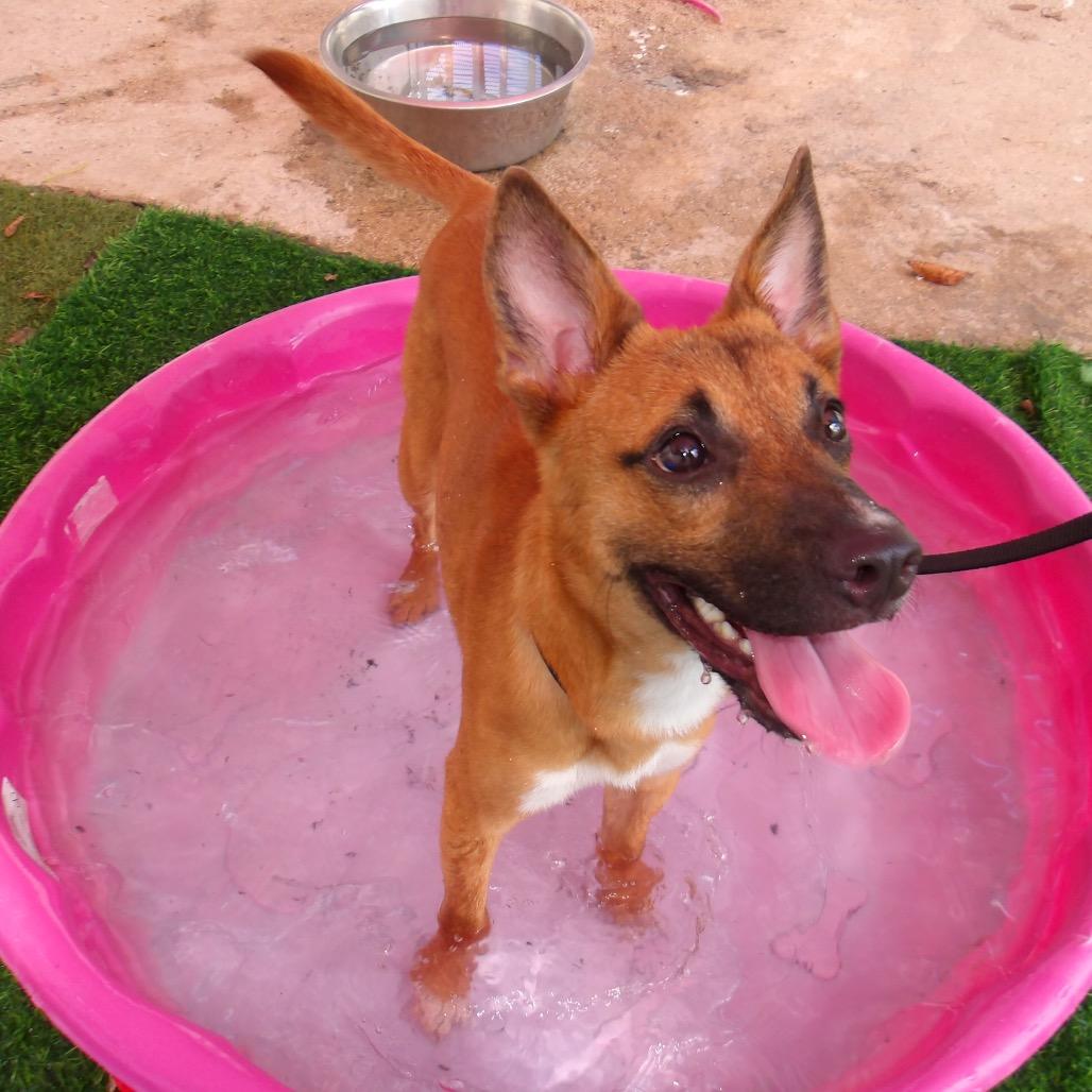 Enlarge Fenix, a Adoptable Mixed Breed in Guaynabo, PR image 4/5