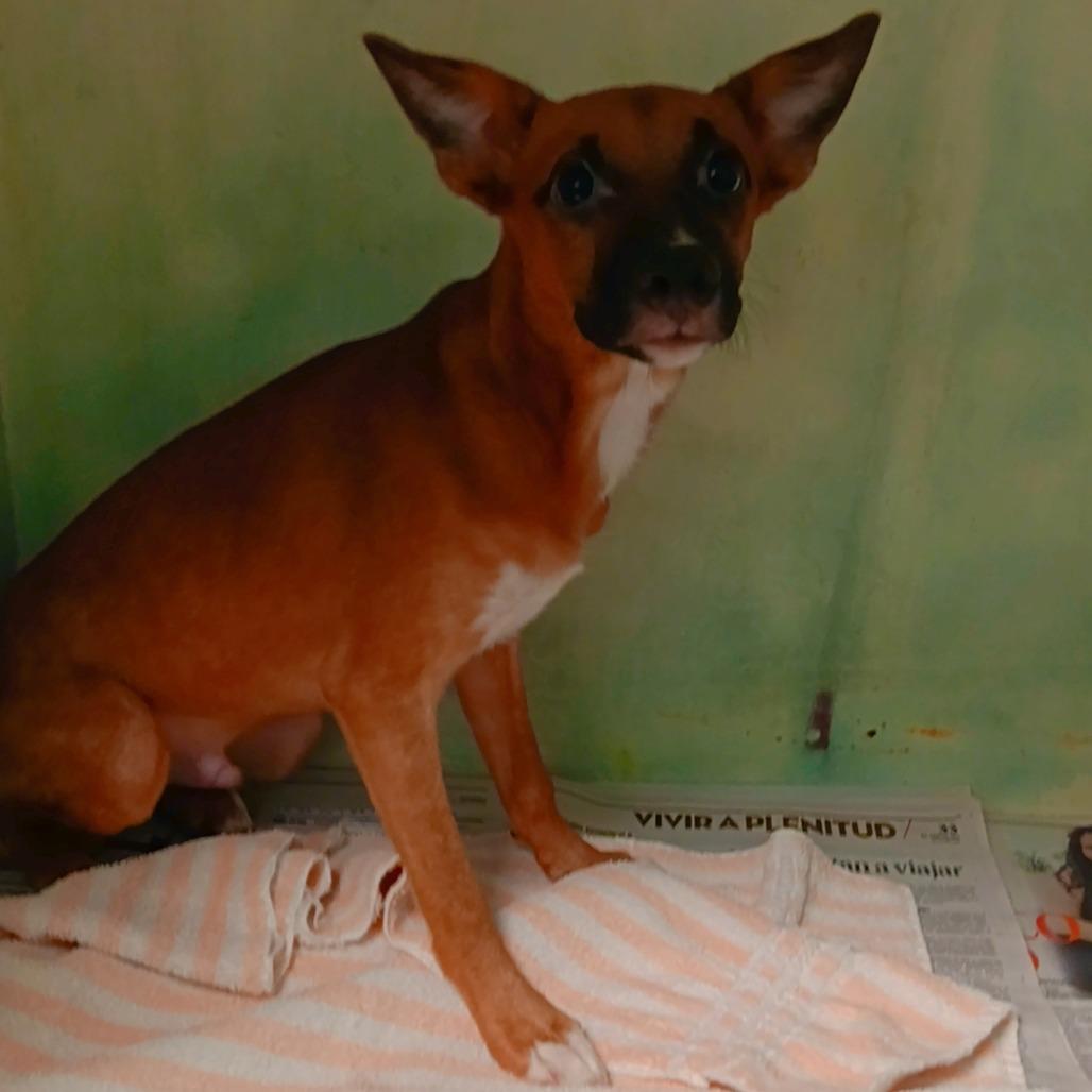Enlarge Fenix, a Adoptable Mixed Breed in Guaynabo, PR image 5/5