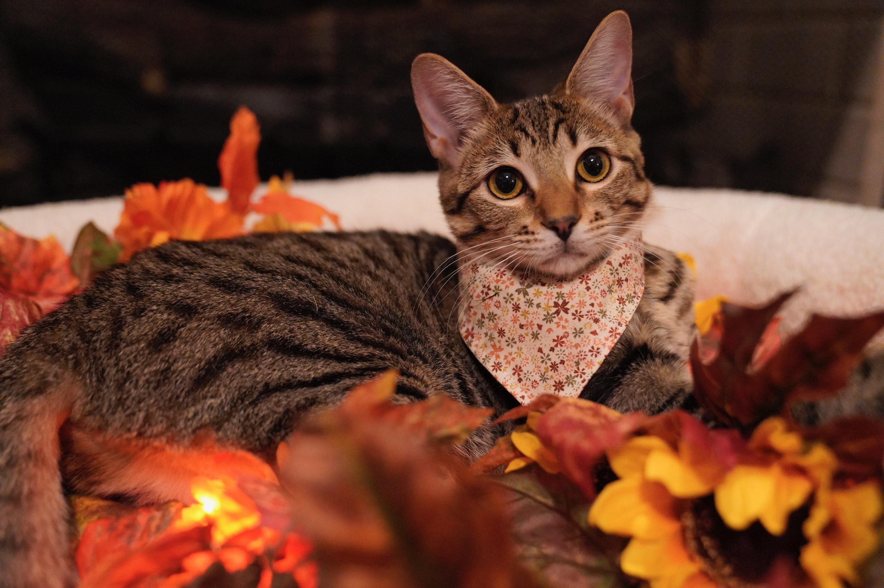 Lady Bug, a Adoptable Domestic Short Hair in Hixson, TN image 4/6