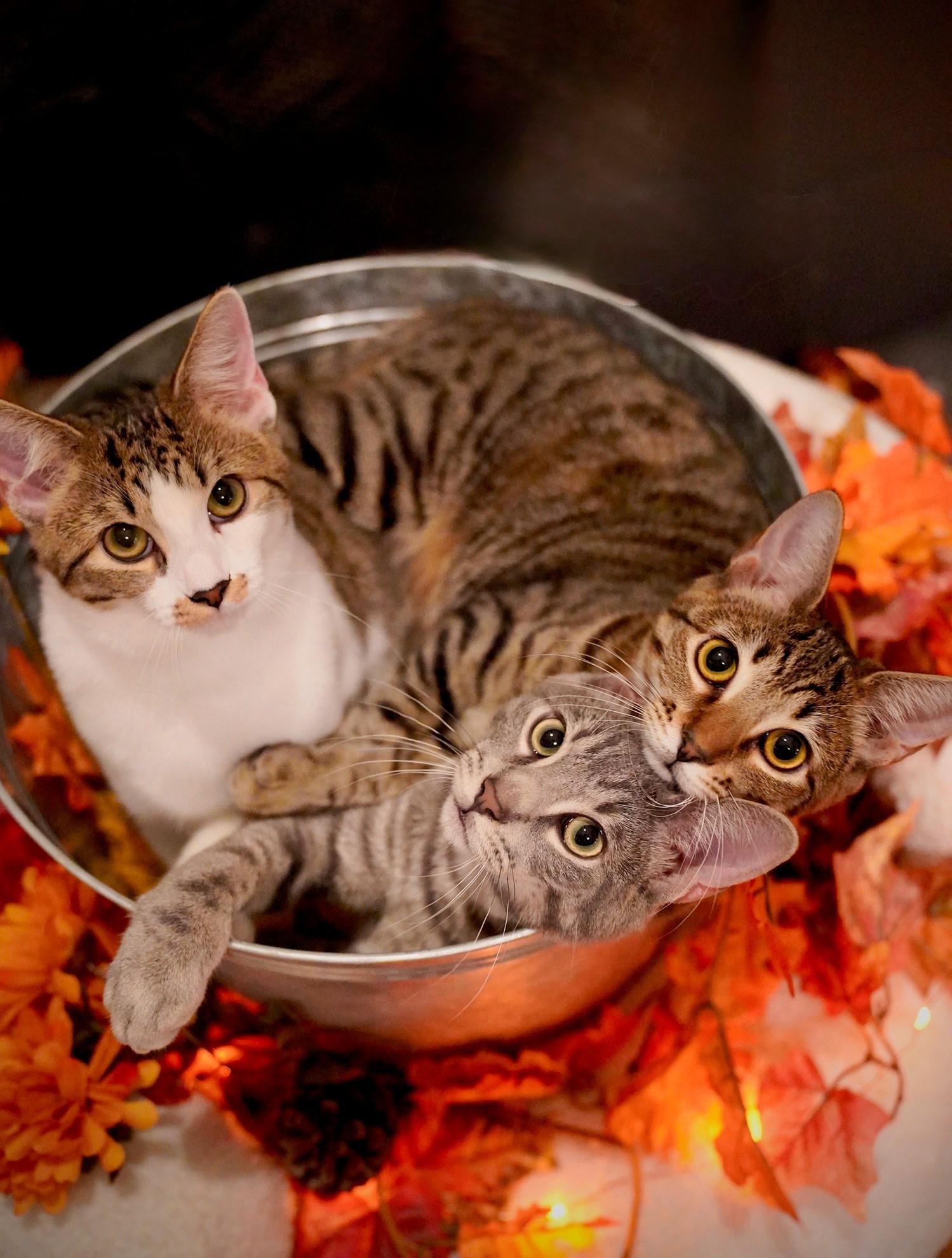 Lady Bug, a Adoptable Domestic Short Hair in Hixson, TN image 3/6