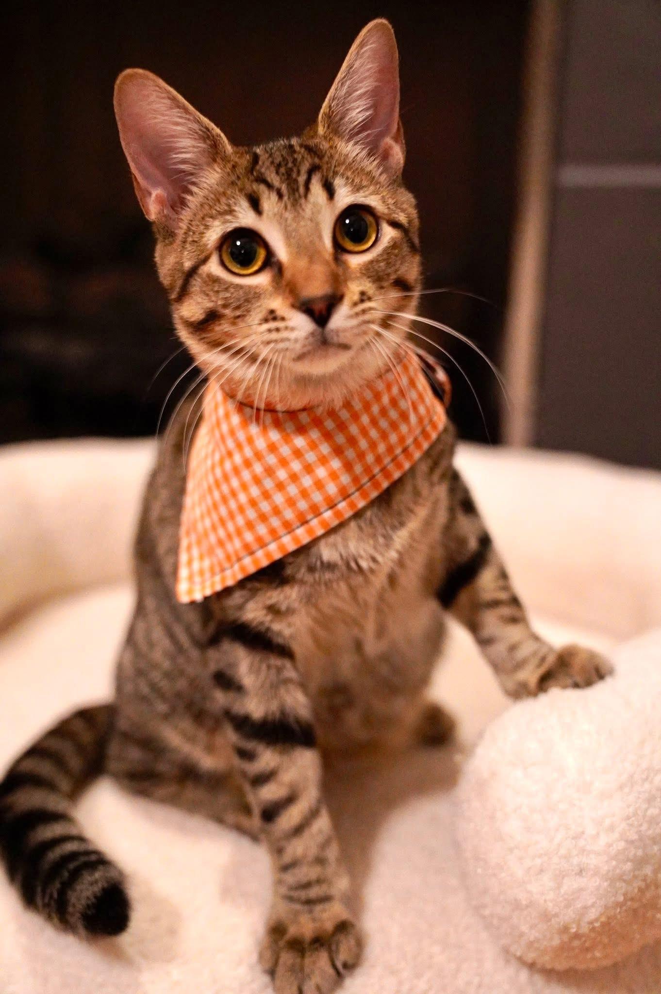 Lady Bug, a Adoptable Domestic Short Hair in Hixson, TN image 6/6