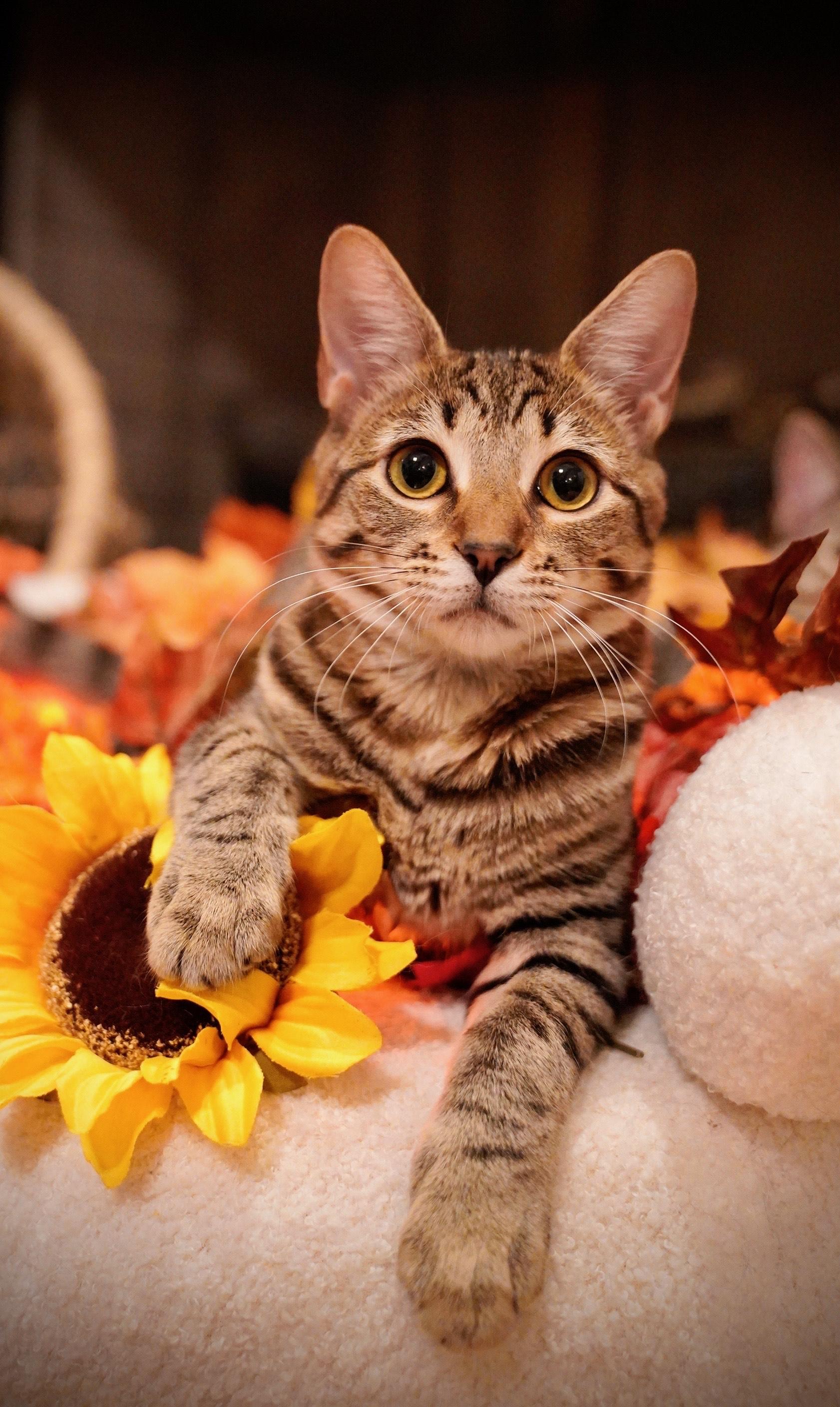 Lady Bug, a Adoptable Domestic Short Hair in Hixson, TN image 1/6