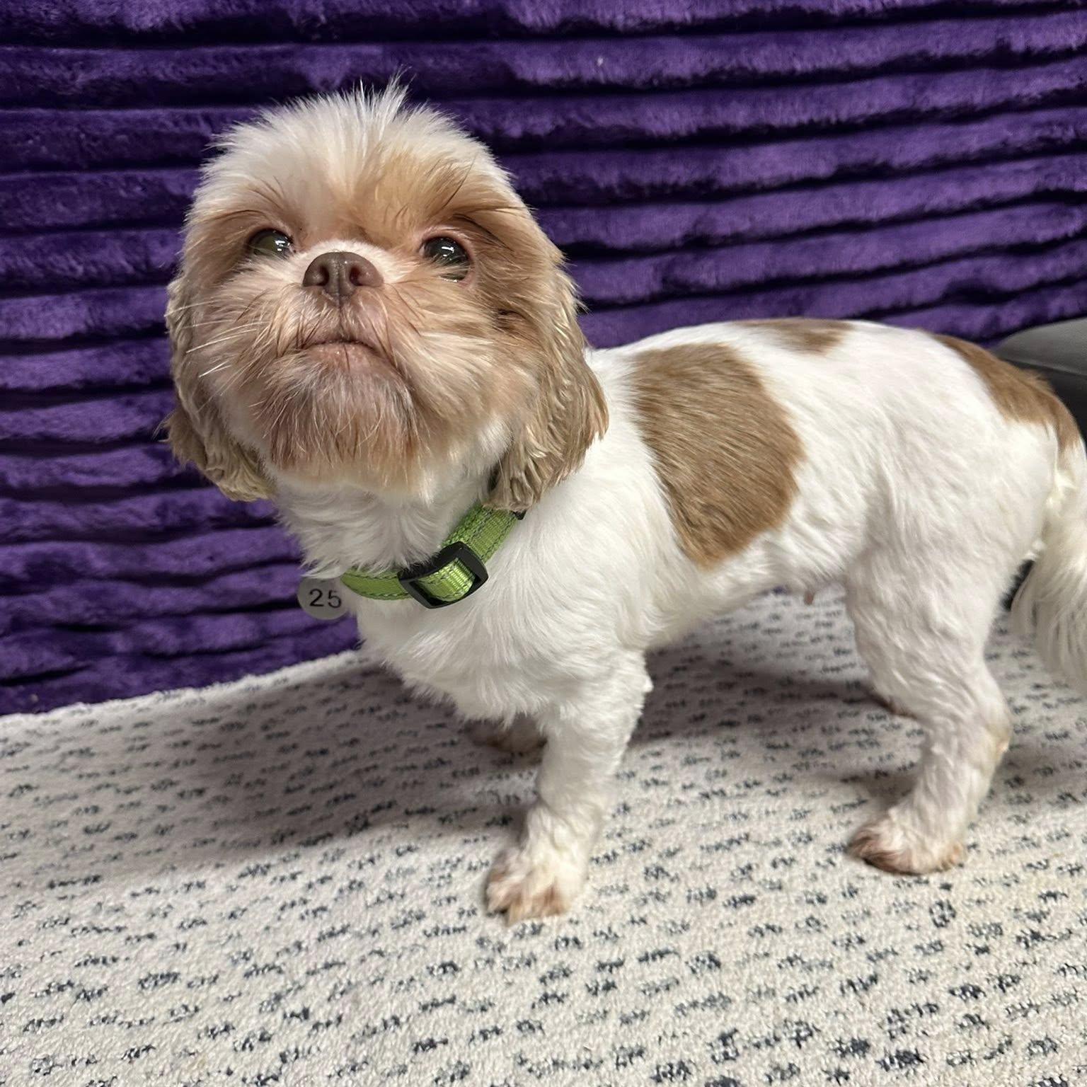 Sigrid (25)-Foster Home Needed, a ADOPTABLE Shih Tzu in Hartland, WI image 2/4