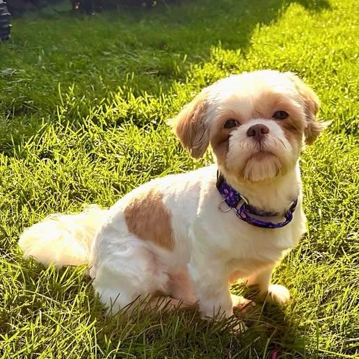 Sigrid, Adoptable, Adult Female Shih Tzu.