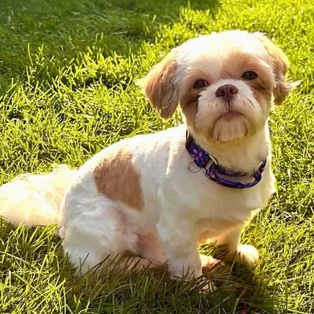 Enlarge Sigrid - Home Visit in Process, a Adoptable Shih Tzu in Hartland, WI image 3/5