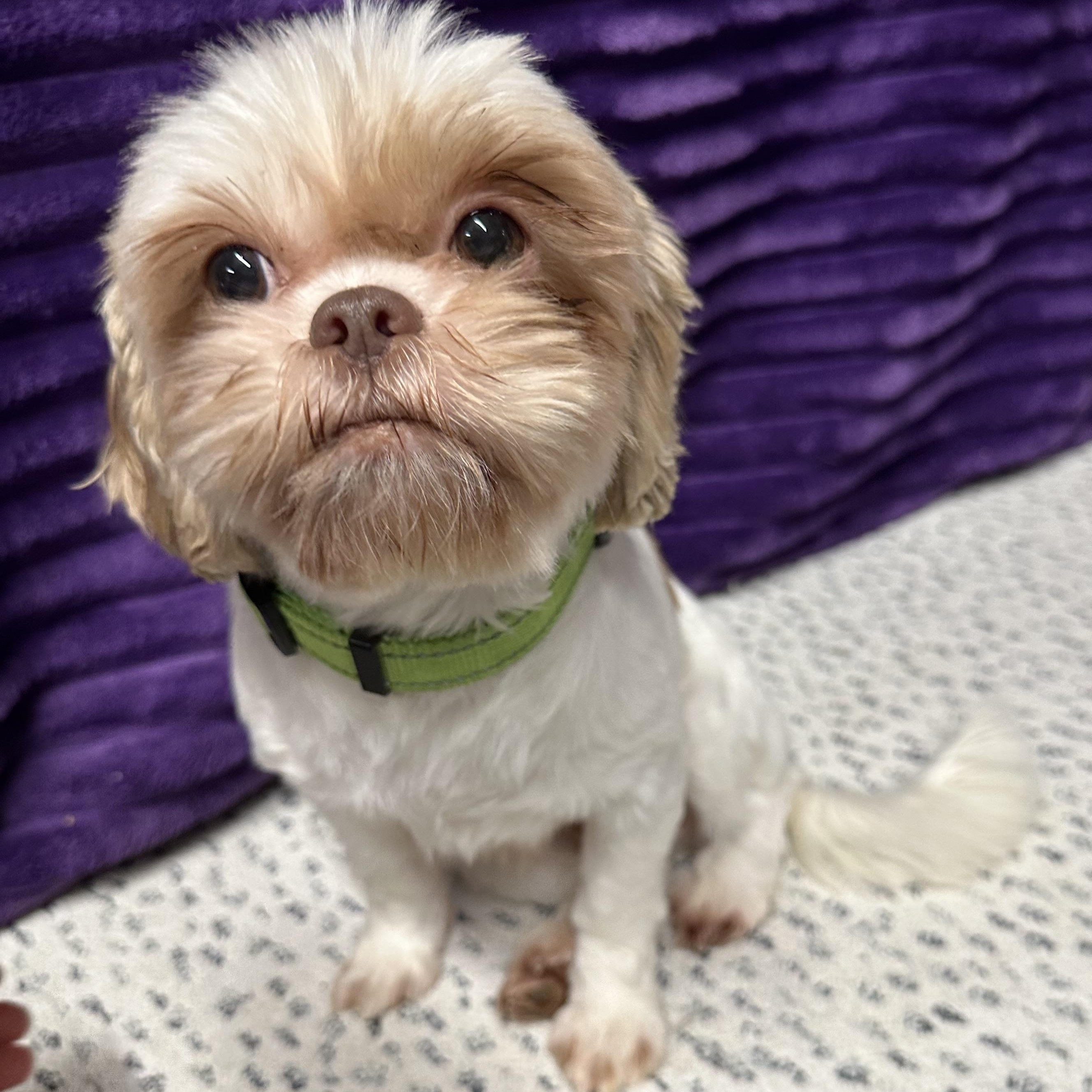 Sigrid (25)-Foster Home Needed, a ADOPTABLE Shih Tzu in Hartland, WI image 3/4