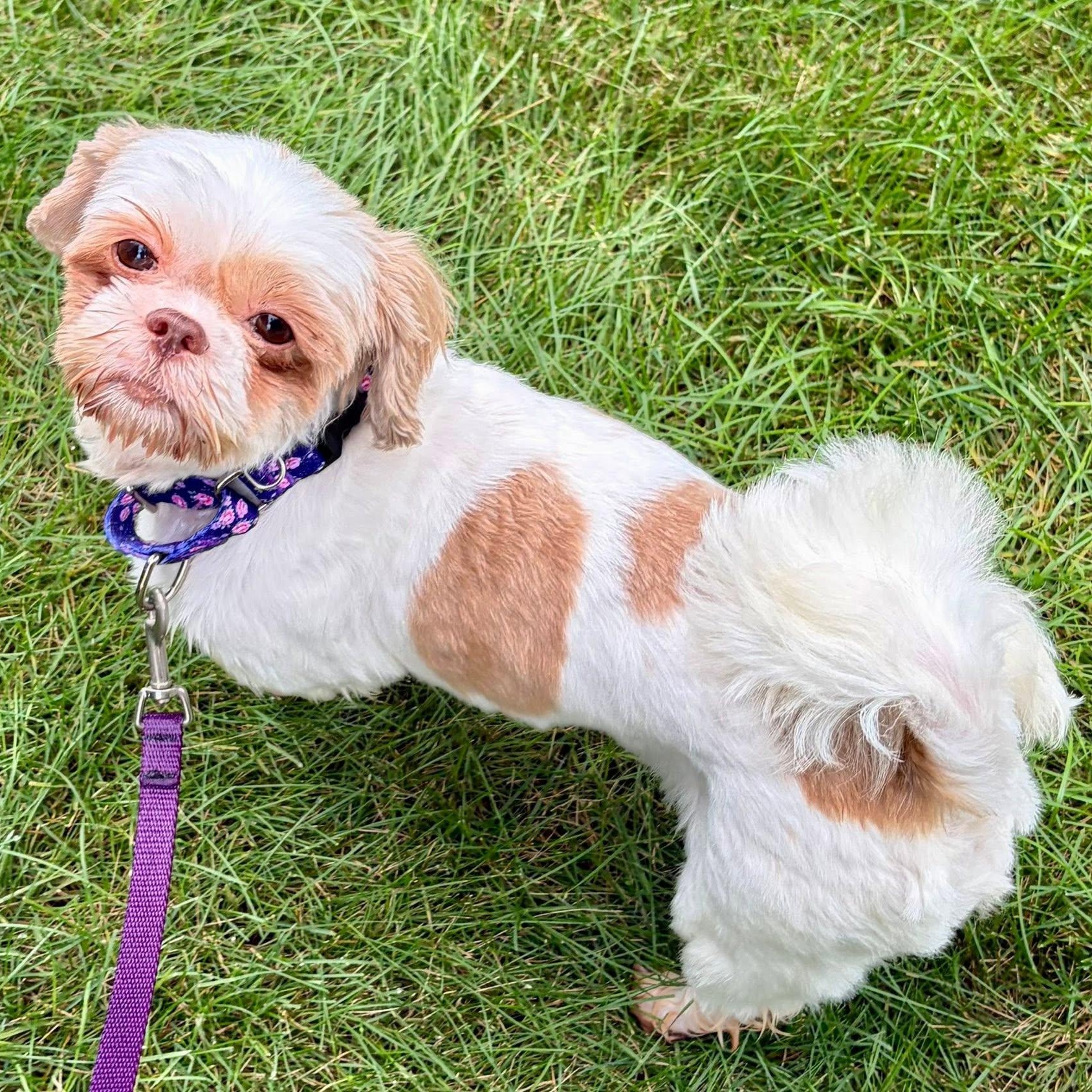 Enlarge Sigrid - Home Visit in Process, a Adoptable Shih Tzu in Hartland, WI image 4/5