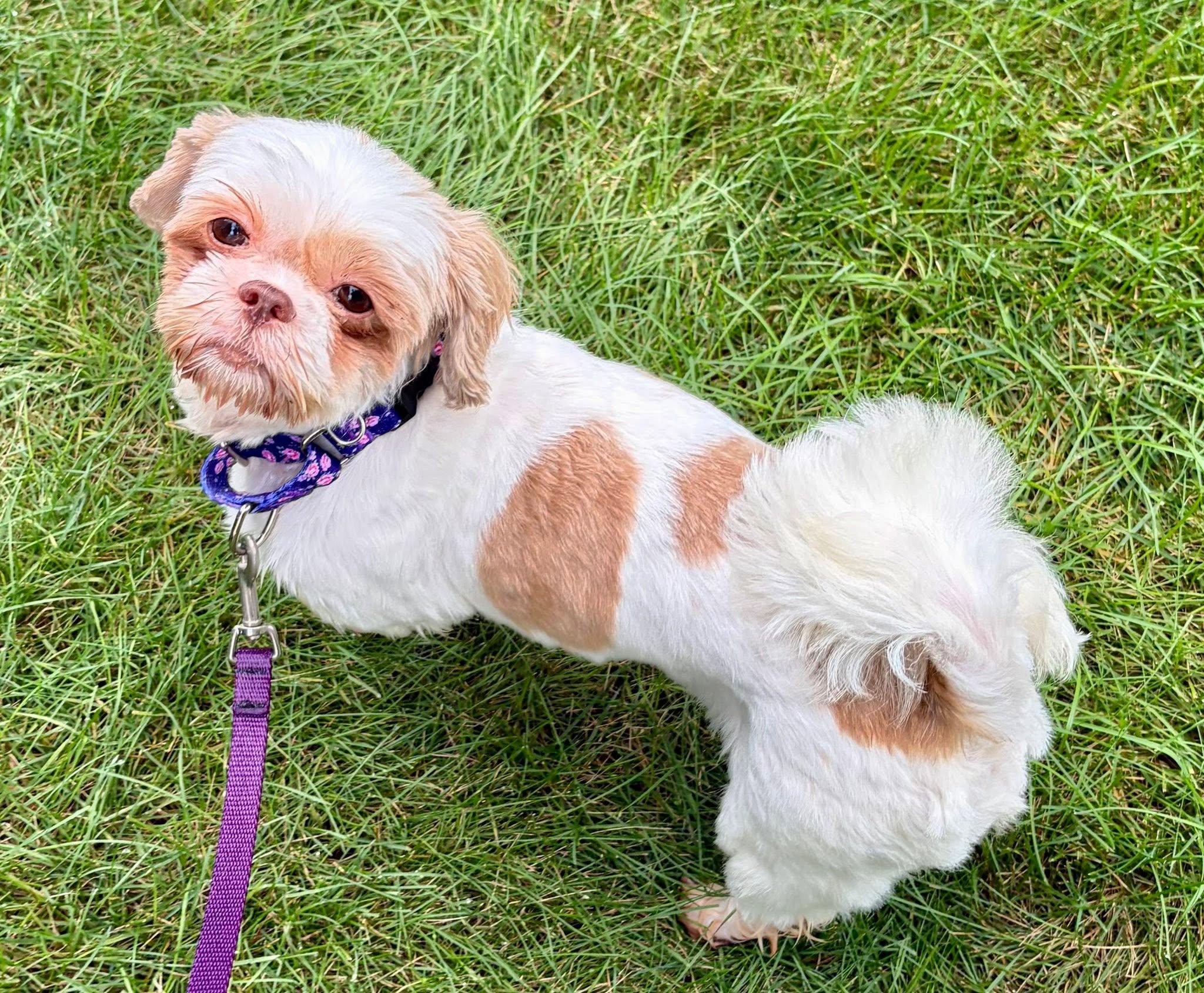 Enlarge Sigrid, a Adoptable Shih Tzu in Hartland, WI image 3/6