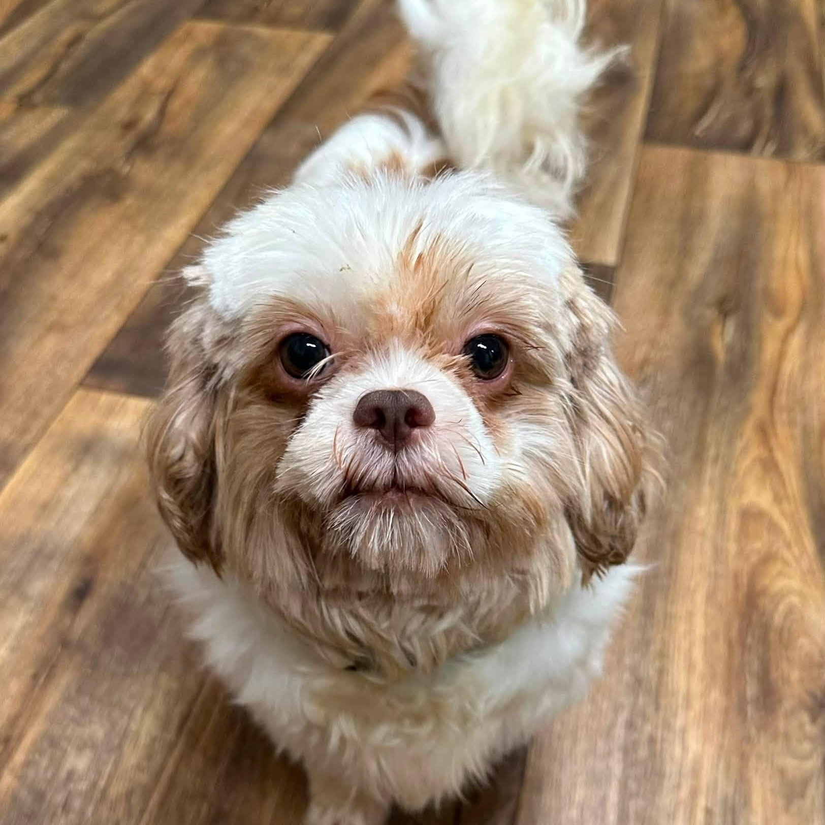 Enlarge Sigrid-Foster Home Needed, a ADOPTABLE Shih Tzu in Hartland, WI image 2/6