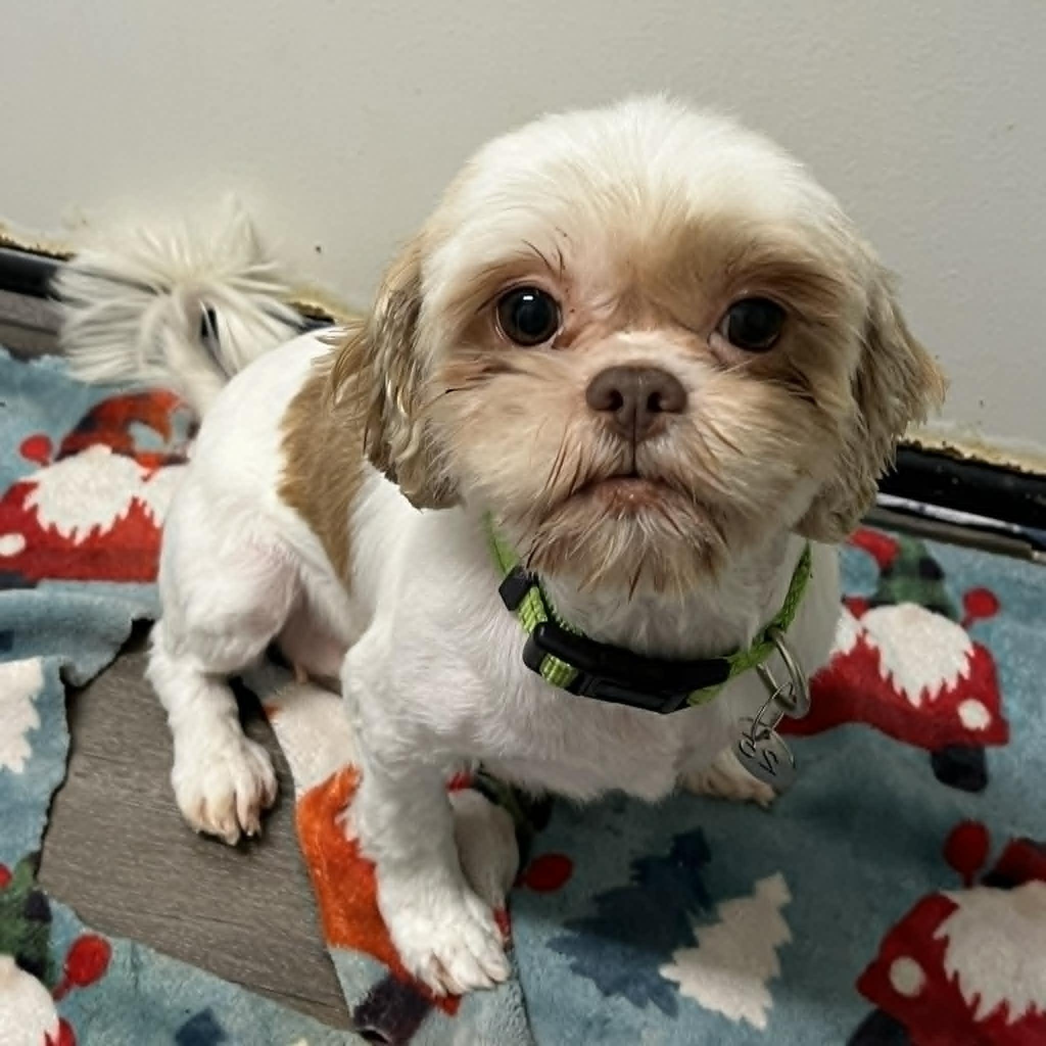Sigrid (25)-Foster Home Needed, a ADOPTABLE Shih Tzu in Hartland, WI image 4/4