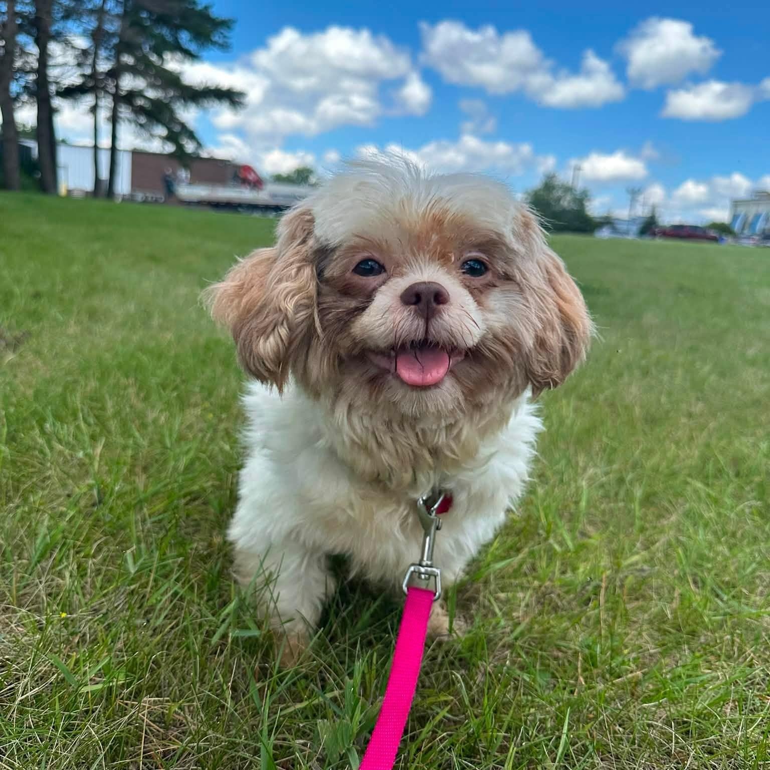 Enlarge Sigrid-Foster Home Needed, a ADOPTABLE Shih Tzu in Hartland, WI image 5/6