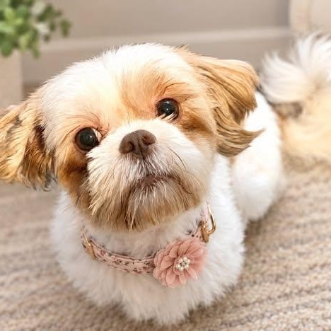 Enlarge Sigrid - Home Visit in Process, a Adoptable Shih Tzu in Hartland, WI image 1/5