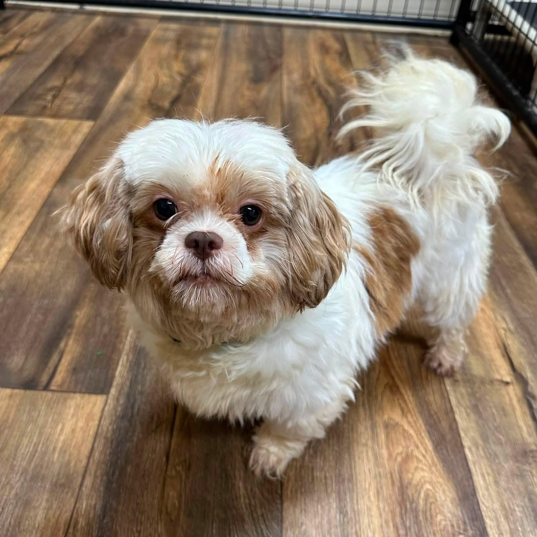 Sigrid-Foster Home Needed, ADOPTABLE, Adult Female Shih Tzu.