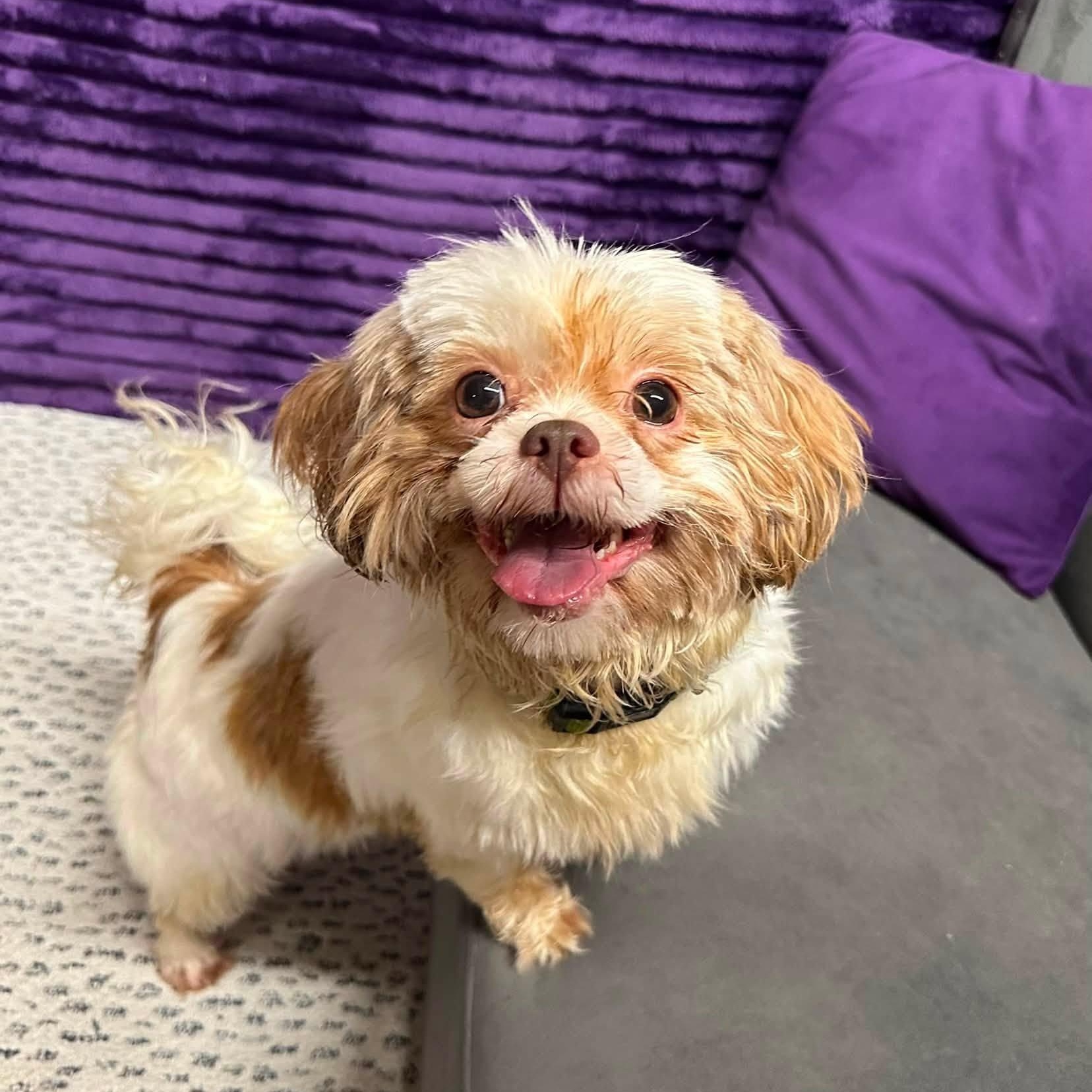 Sigrid (25)-Foster Home Needed, ADOPTABLE, Adult Female Shih Tzu.