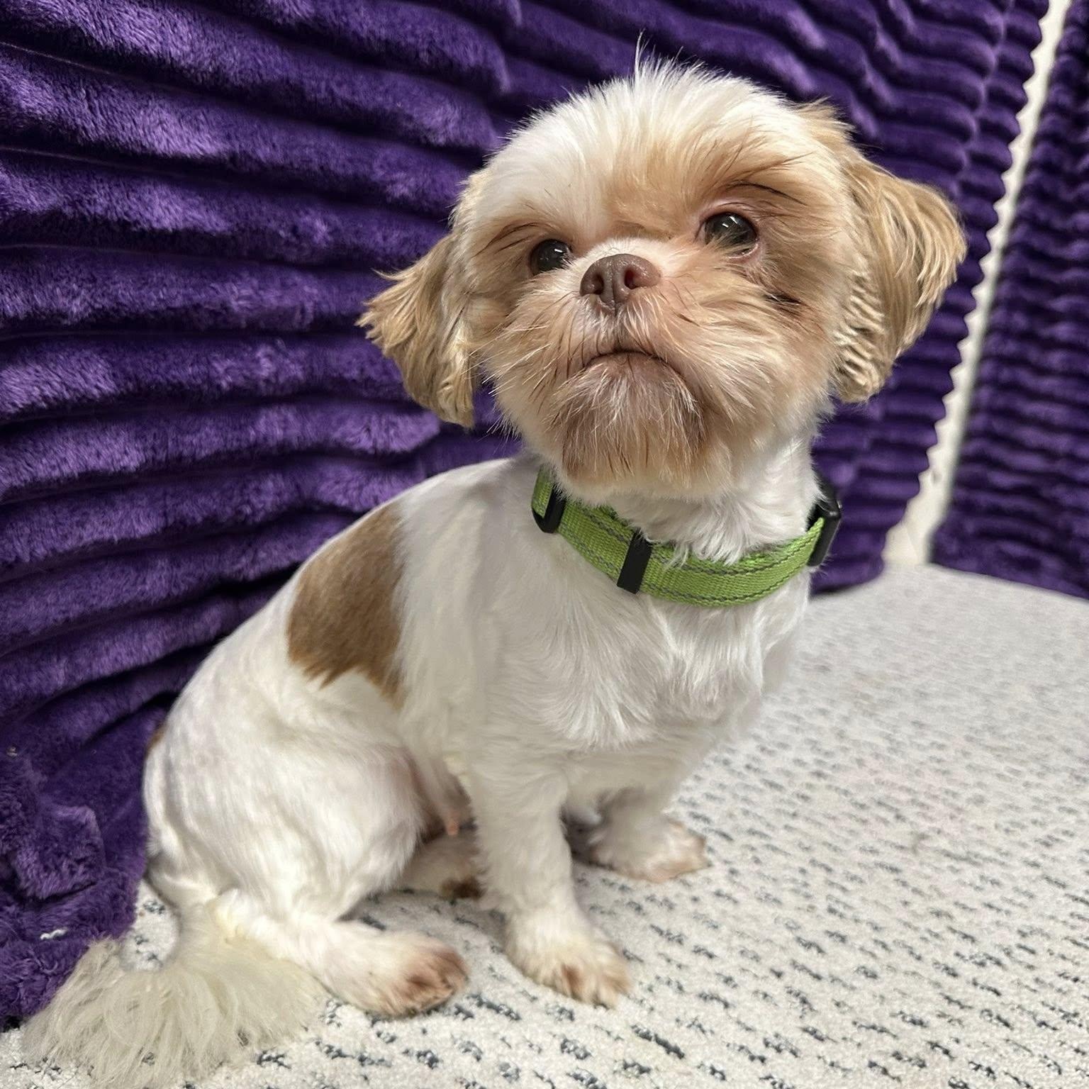 Sigrid (25)-Foster Home Needed, ADOPTABLE, Adult Female Shih Tzu.