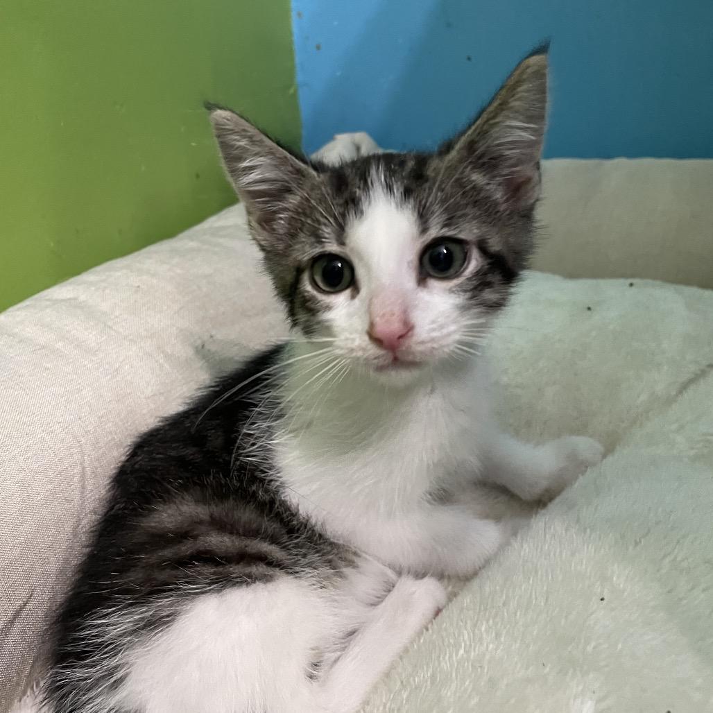 Enlarge Milo, a Adoptable Domestic Short Hair in Mundelein, IL image 1/1