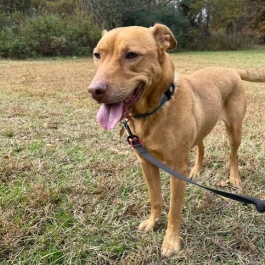 Toby (aka Copper G) — thumbnail 2