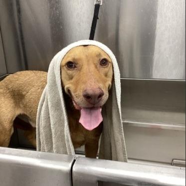 Toby (aka Copper G) — thumbnail 3