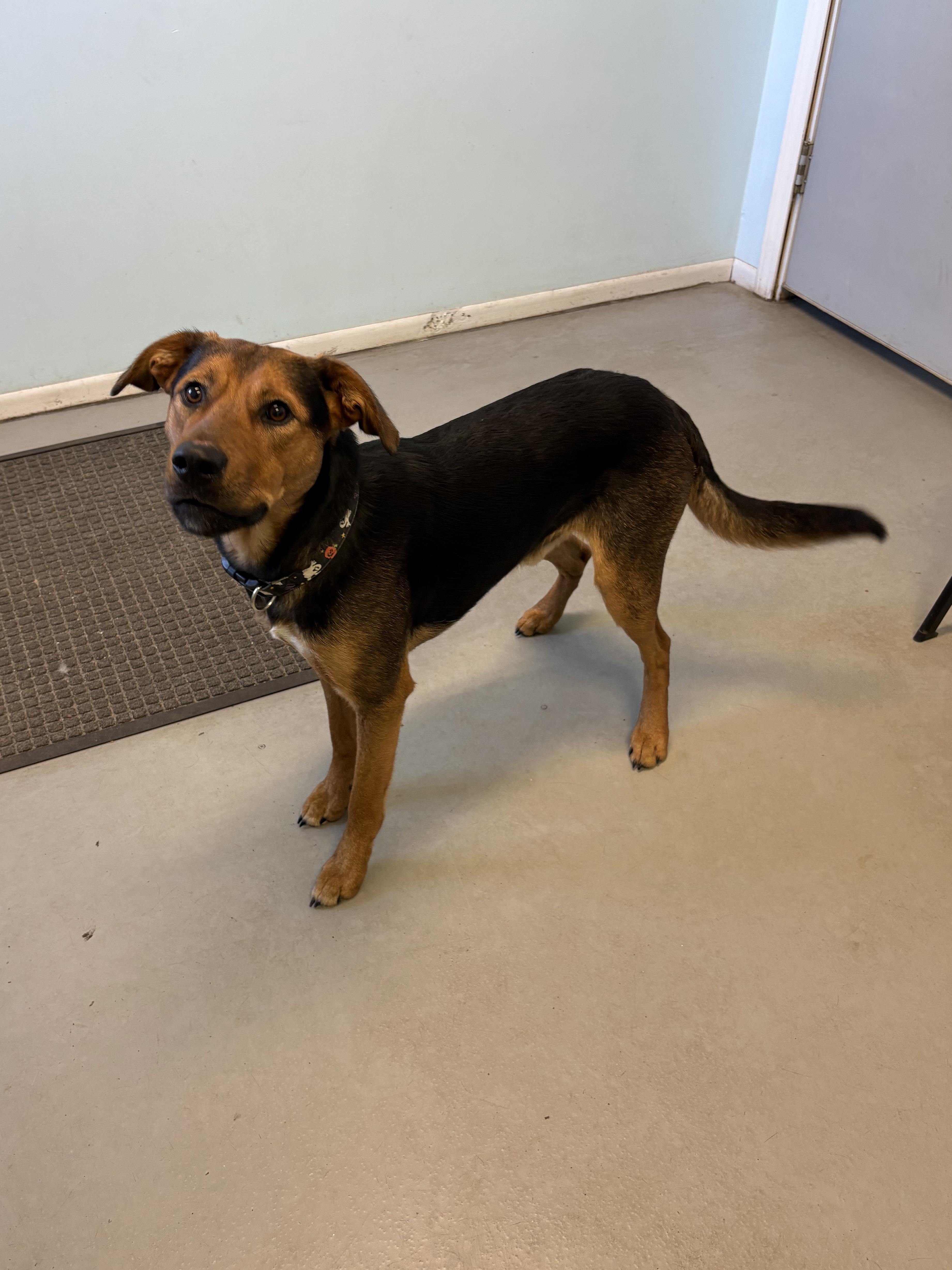 Louie, adoptable, Young Male Mixed Breed.