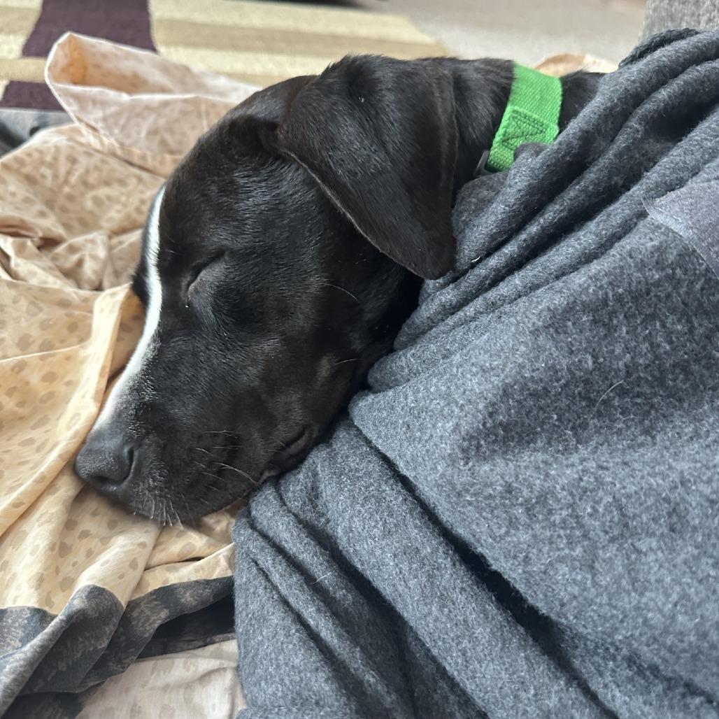 Bruno, Adoptable, Young Male Mixed Breed.