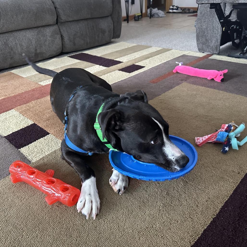 Enlarge Bruno, a Adoptable Mixed Breed in Waukesha, WI image 2/6