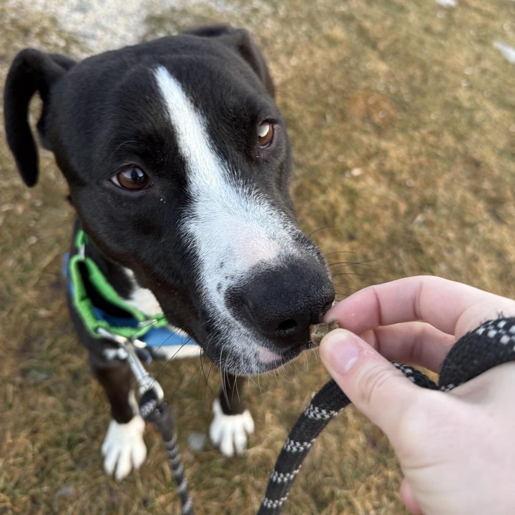 Enlarge Bruno, a Adoptable Mixed Breed in Waukesha, WI image 3/6