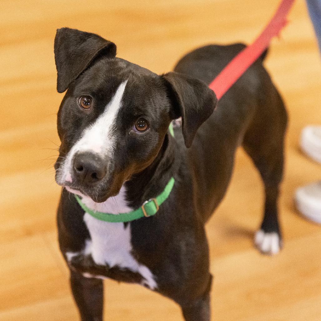 Enlarge Bruno, a Adoptable Mixed Breed in Waukesha, WI image 4/6