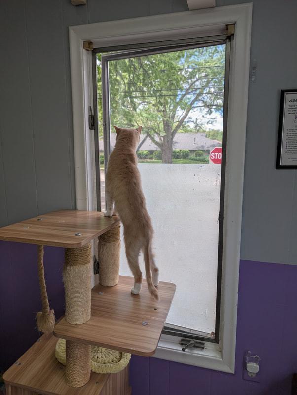 Arthur, a Adoptable Domestic Short Hair in Kalamazoo, MI image 2/2