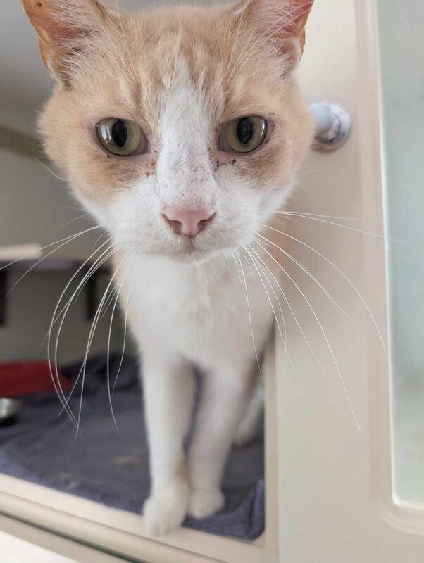 Arthur, a Adoptable Domestic Short Hair in Kalamazoo, MI image 1/2