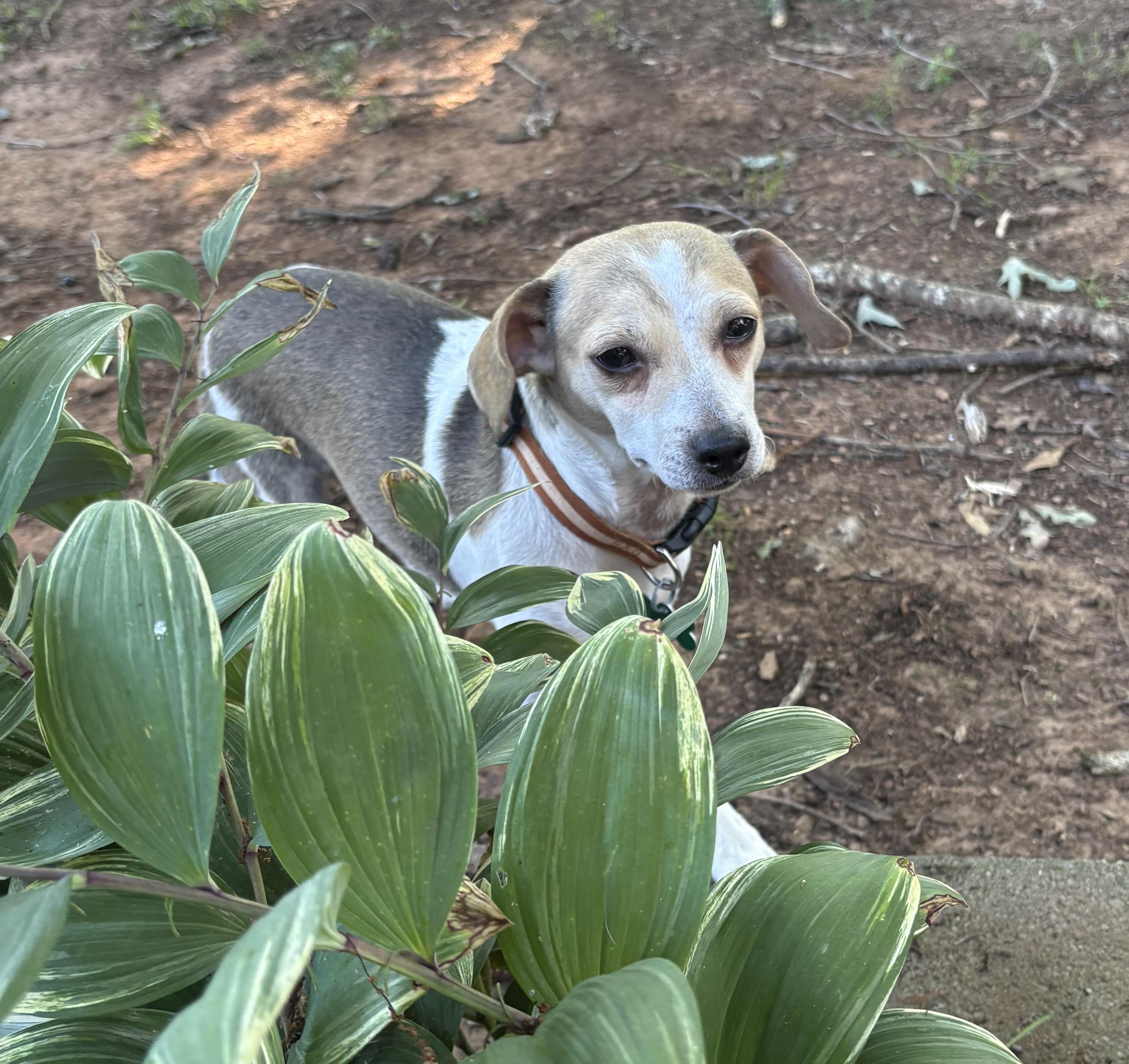Binky, ADOPTABLE, Young Male Beagle & Mixed Breed.