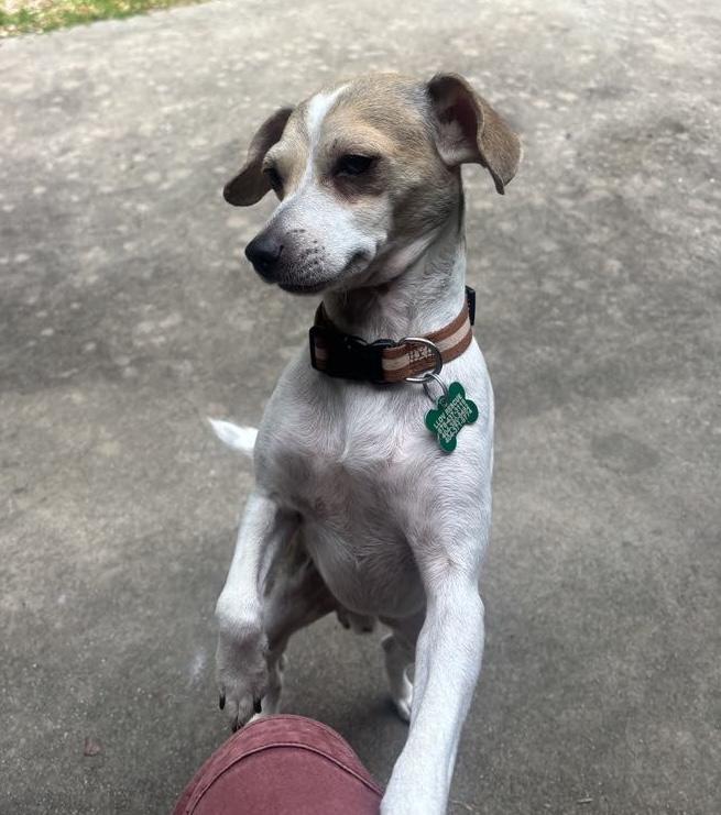 Enlarge Binky, a ADOPTABLE mixed breed in East Point, GA image 3/3