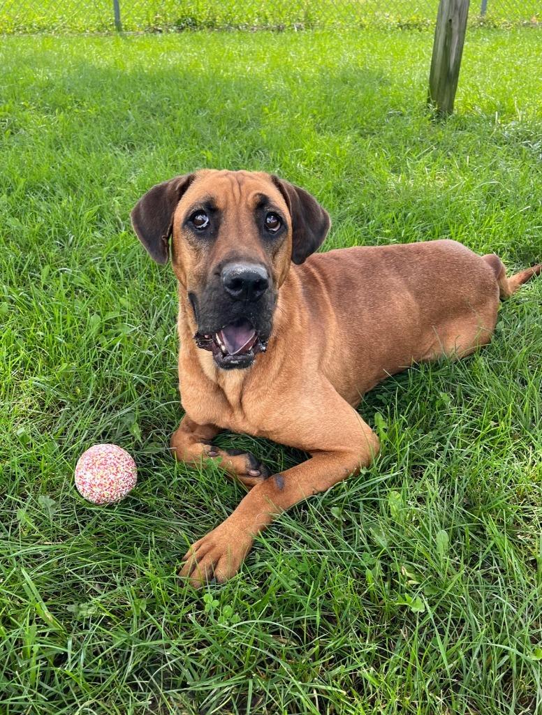 Enlarge Jasmine, a Adoptable mixed breed in Hartford City, IN image 1/6