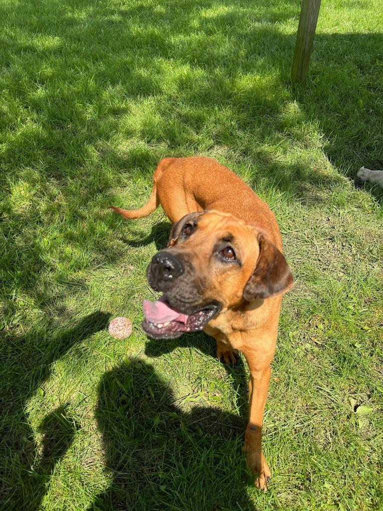 Enlarge Jasmine, a Adoptable mixed breed in Hartford City, IN image 2/6