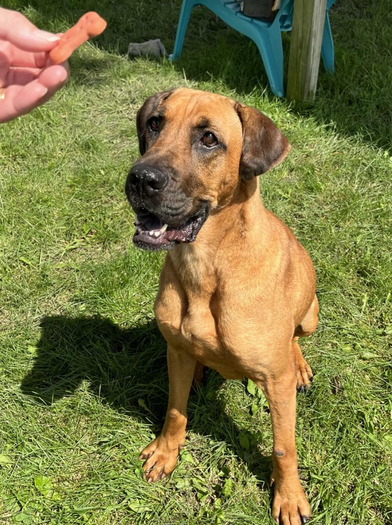 Enlarge Jasmine, a Adoptable mixed breed in Hartford City, IN image 3/6