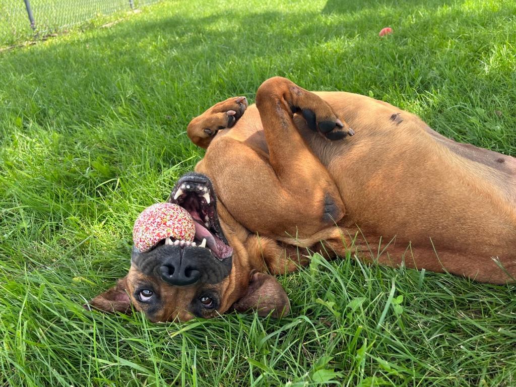 Enlarge Jasmine, a Adoptable mixed breed in Hartford City, IN image 4/6