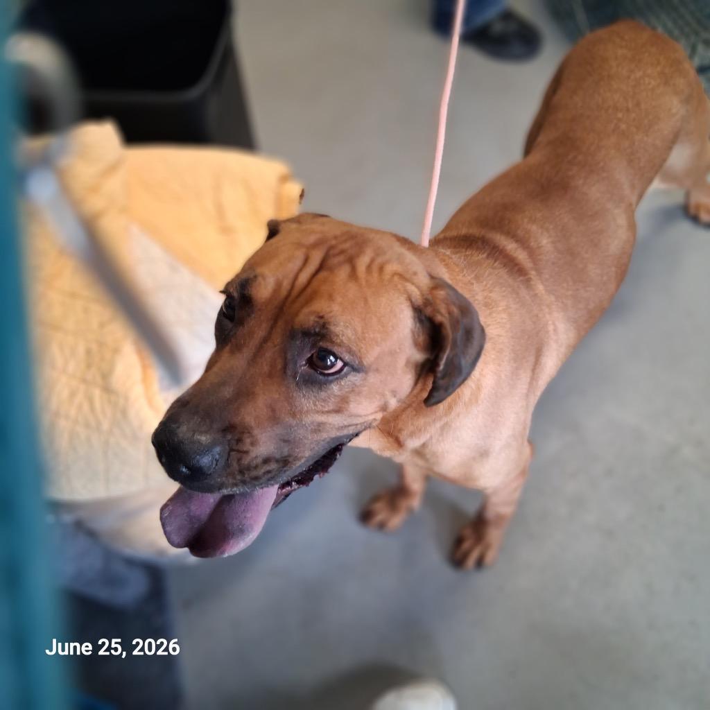 Enlarge Jasmine, a Adoptable mixed breed in Hartford City, IN image 5/6