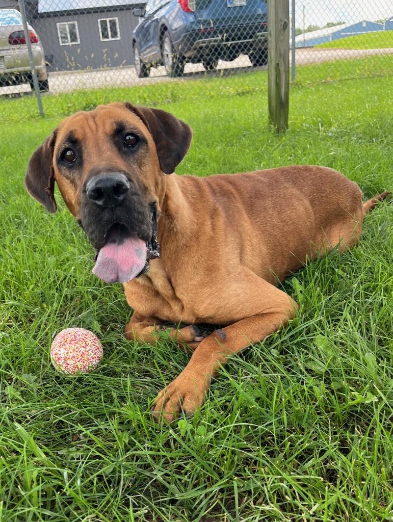 Enlarge Jasmine, a Adoptable mixed breed in Hartford City, IN image 6/6