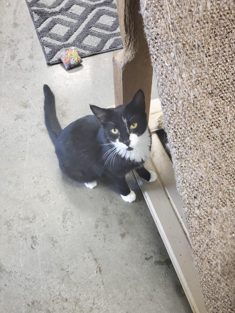 Spicy, Adoptable, Young Male American Shorthair.