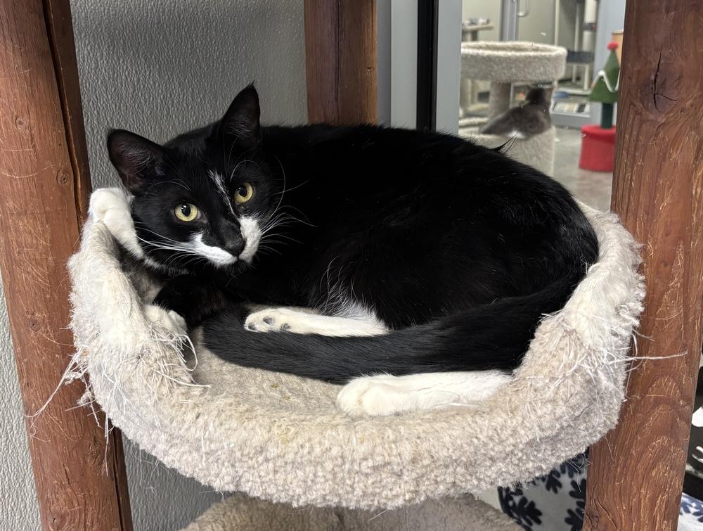 Enlarge Spicy, a Adoptable mixed breed in Bartlesville, OK image 2/2