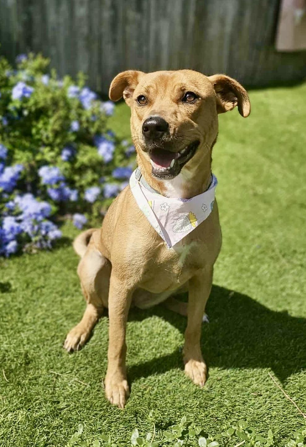 Shelly, Adoptable, Young Female American Staffordshire Terrier.