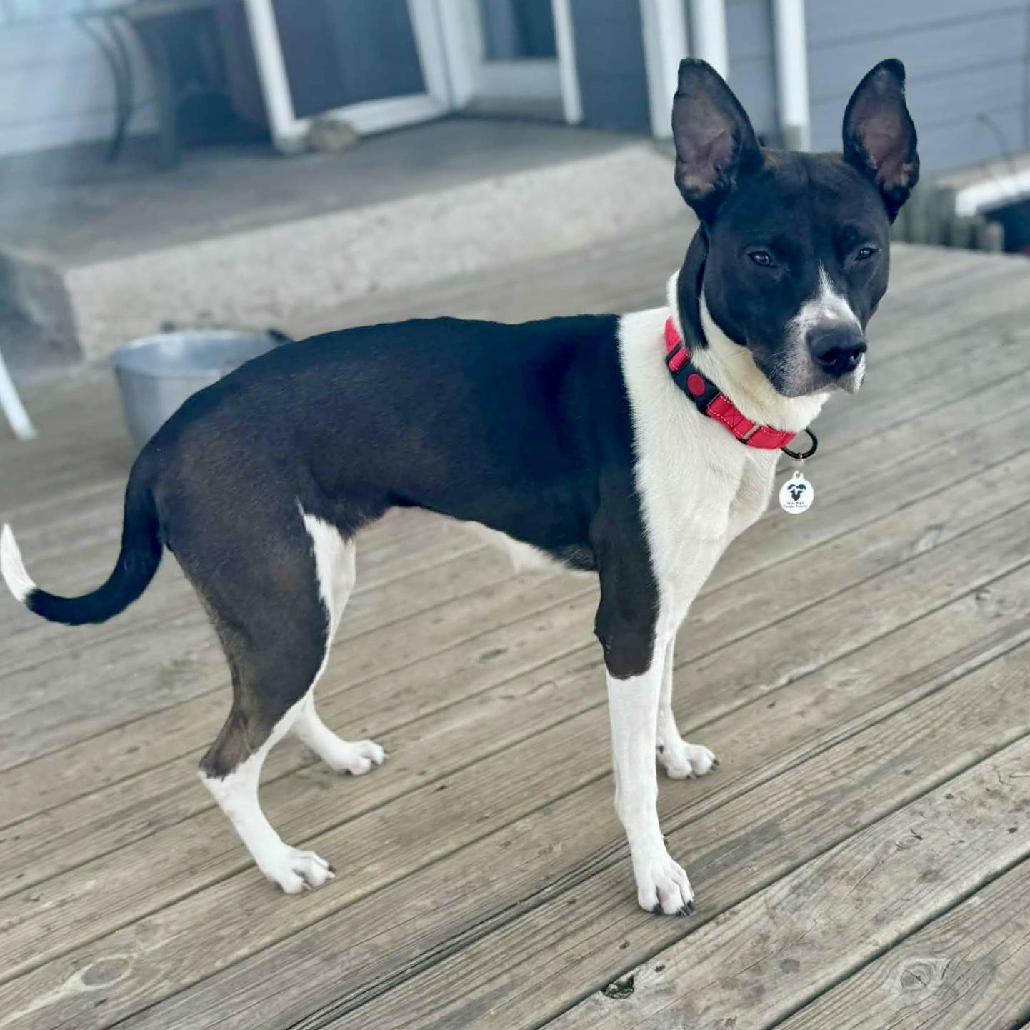 Enlarge Fanny, a ADOPTABLE mixed breed in Mead, CO image 5/5