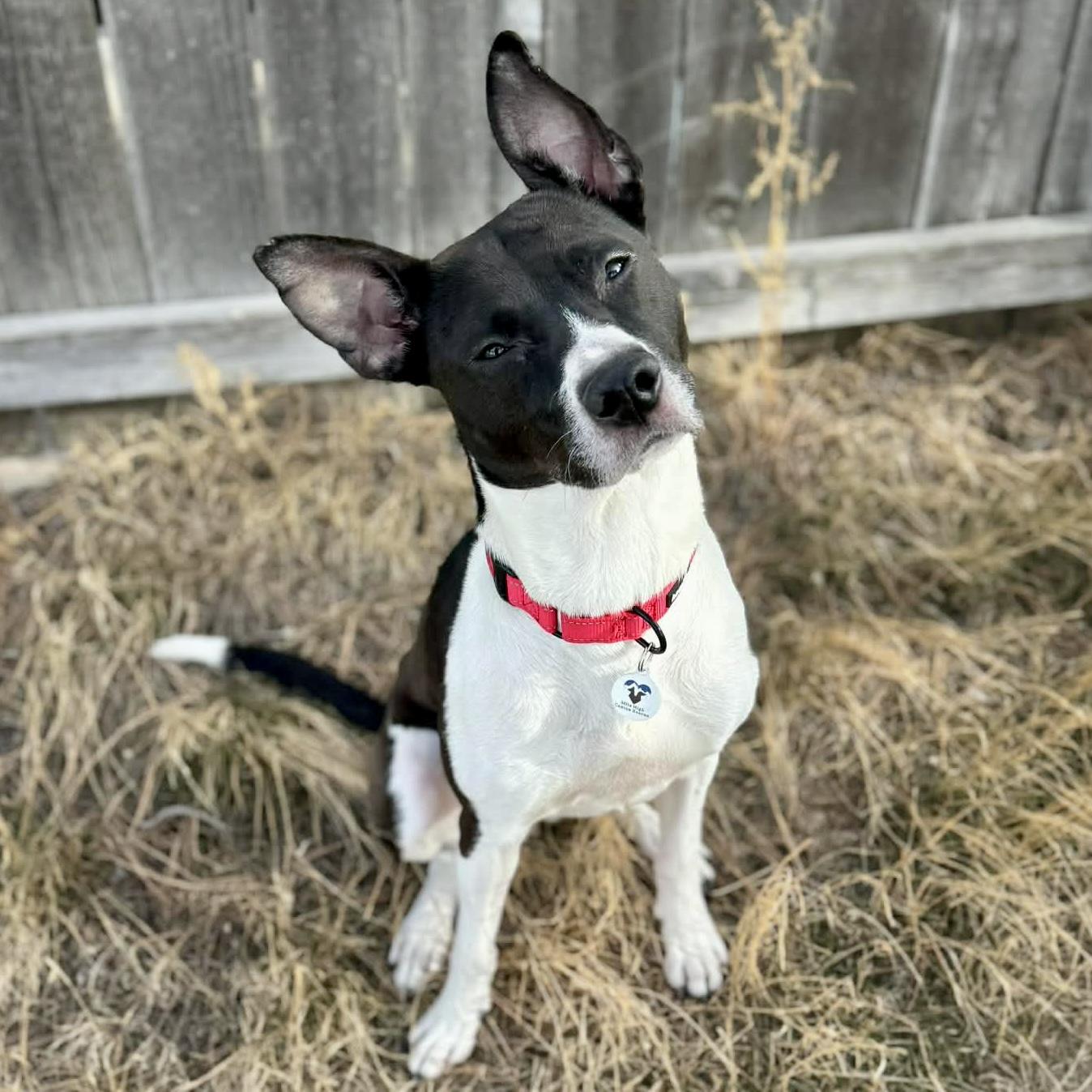 Fanny, ADOPTABLE, Young Female Pit Bull Terrier & Border Collie.