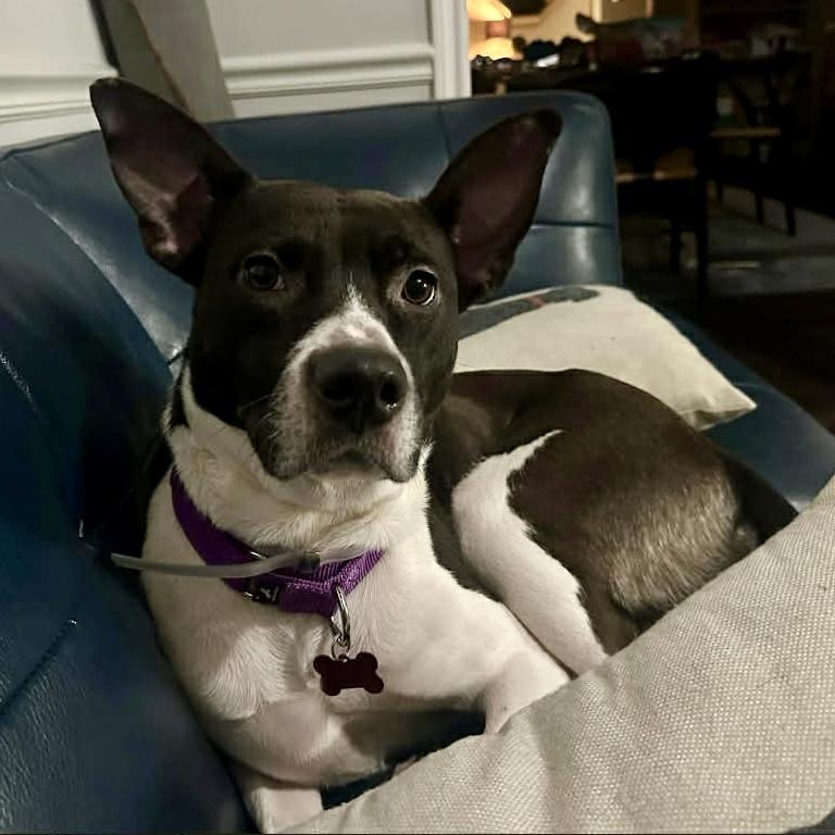 Enlarge Fanny, a ADOPTABLE mixed breed in Mead, CO image 2/5