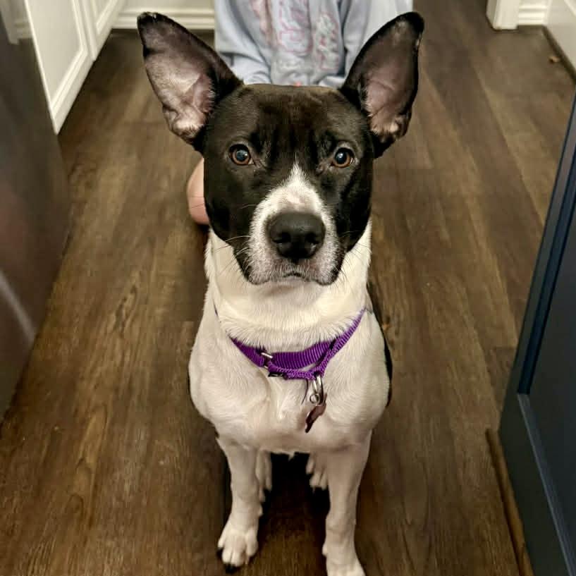 Enlarge Fanny, a ADOPTABLE mixed breed in Mead, CO image 4/5