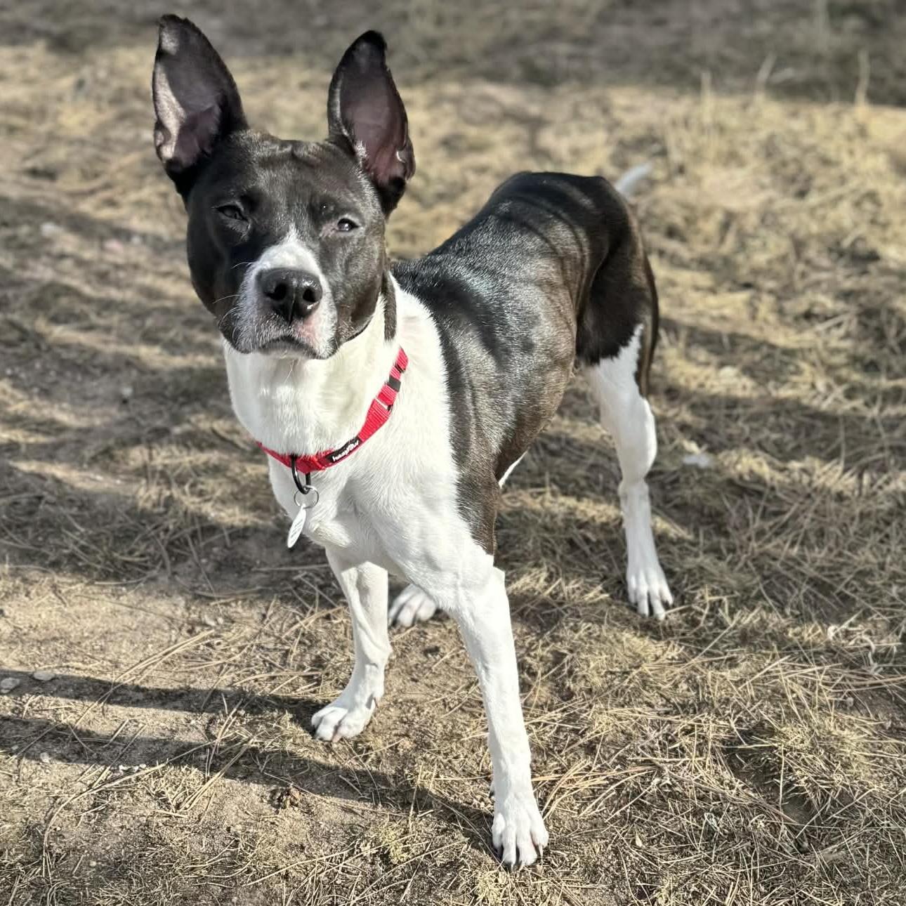 Enlarge Fanny, a ADOPTABLE mixed breed in Mead, CO image 3/5